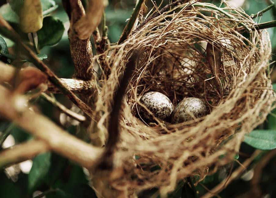 A close-up view of a bird’s nest with two speckled eggs resting inside, surrounded by branches and green leaves.