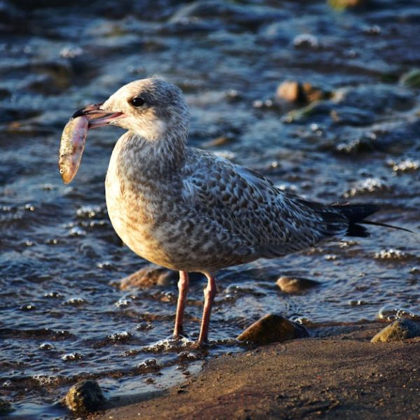 A seagull stands at the water’s edge holding a small fish in its beak, with rocks and shallow waves visible around it.