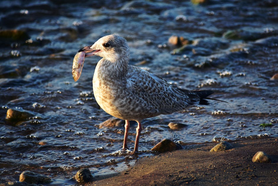 A seagull stands at the water’s edge holding a small fish in its beak, with rocks and shallow waves visible around it.