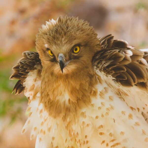 Close-up of a brown and white hawk with yellow eyes and ruffled feathers, looking directly at the camera.