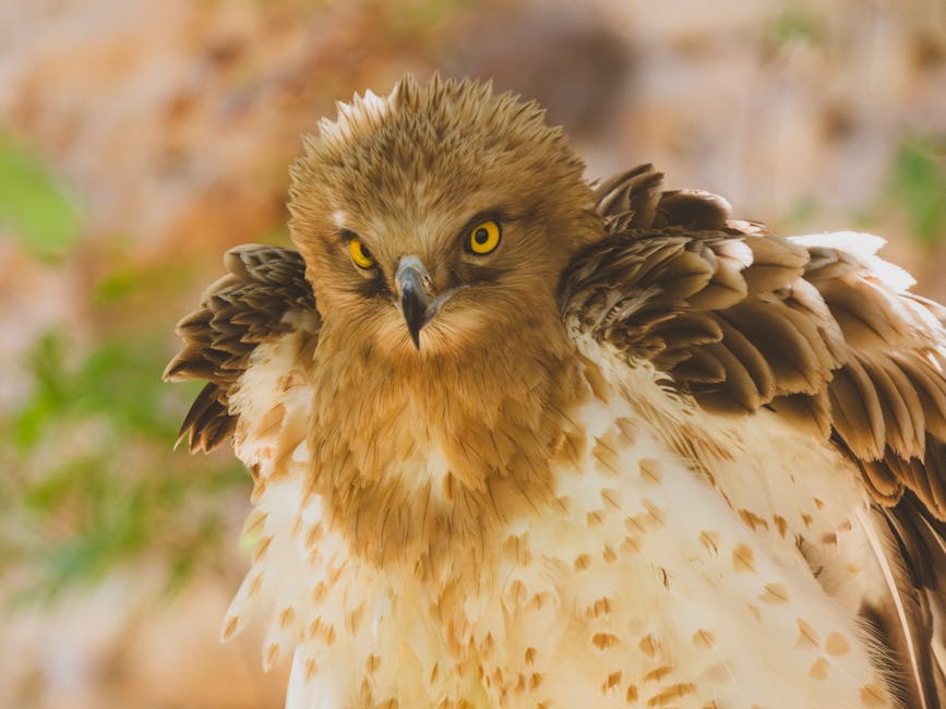 Close-up of a brown and white hawk with yellow eyes and ruffled feathers, looking directly at the camera.