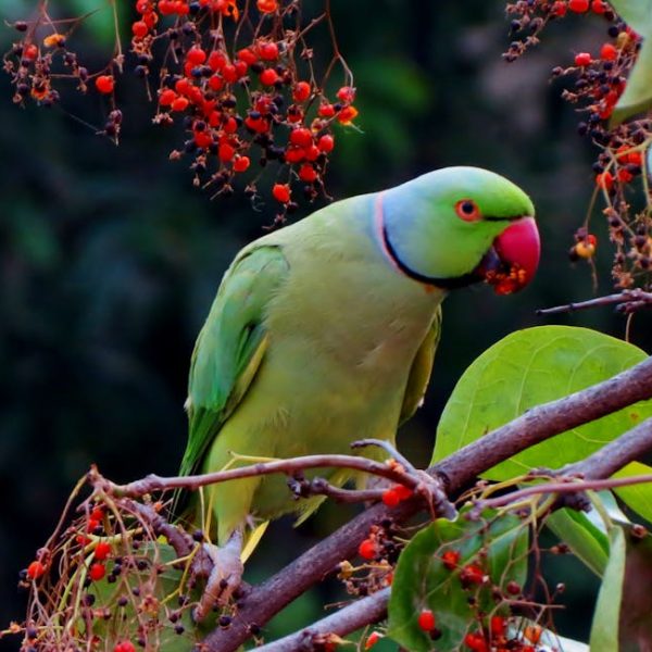 A green parrot with a red beak is perched on a branch, eating small red berries among green leaves.