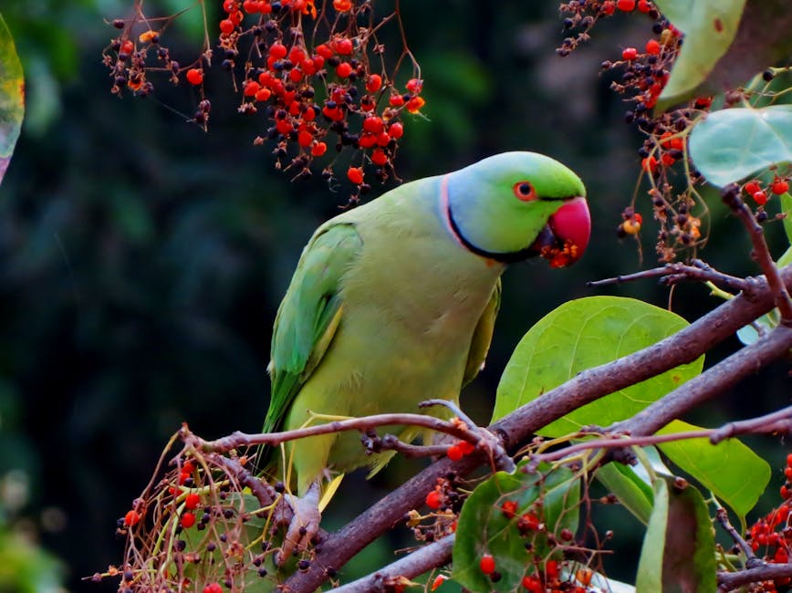A green parrot with a red beak is perched on a branch, eating small red berries among green leaves.