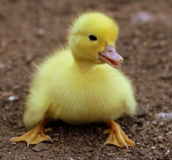 A yellow duckling sits on brown soil, facing slightly to the right with its beak open.