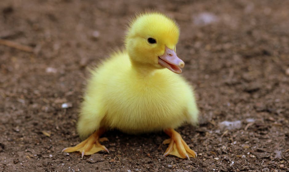 A yellow duckling sits on brown soil, facing slightly to the right with its beak open.