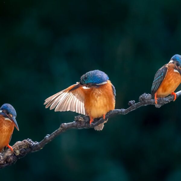 Three kingfishers with blue and orange plumage are perched on a branch, with the middle bird spreading one wing.