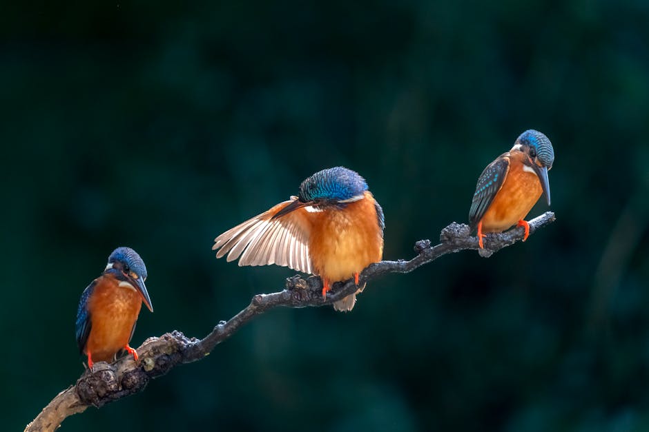 Three kingfishers with blue and orange plumage are perched on a branch, with the middle bird spreading one wing.