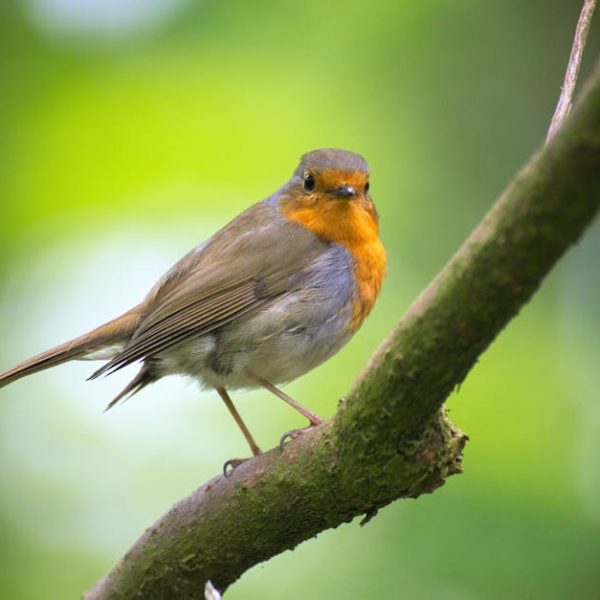 A small bird with a brown back, orange chest, and white underbelly perched on a tree branch against a blurred green background.