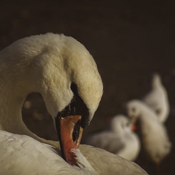 A close-up of a white swan preening its feathers, with a few blurred white birds in the dark background.