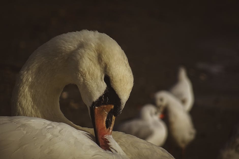A close-up of a white swan preening its feathers, with a few blurred white birds in the dark background.