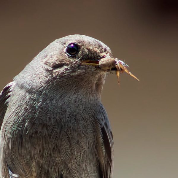 A close-up of a grey bird holding an insect in its beak against a plain brown background.