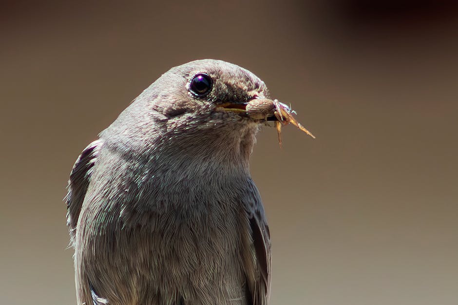 A close-up of a grey bird holding an insect in its beak against a plain brown background.