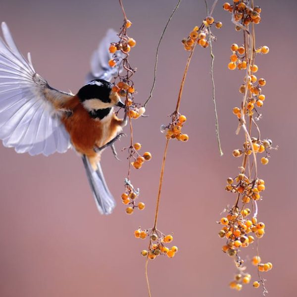 A small bird with outstretched wings hovers near a branch with clusters of orange berries against a blurred background.