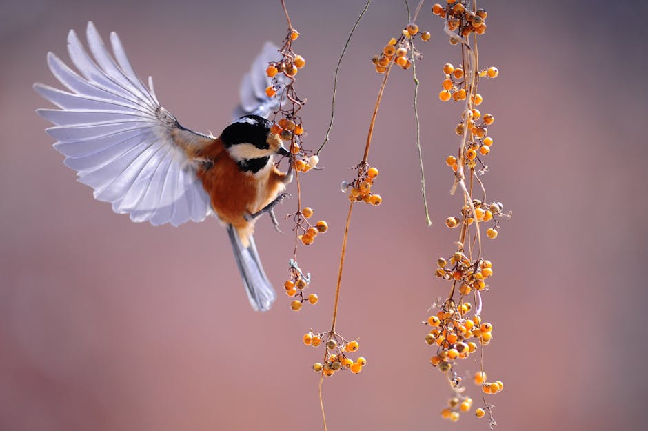 A small bird with outstretched wings hovers near a branch with clusters of orange berries against a blurred background.