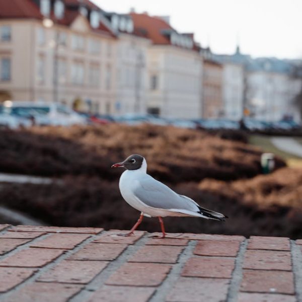A seagull standing on a brick ledge with blurred buildings and a pathway in the background.