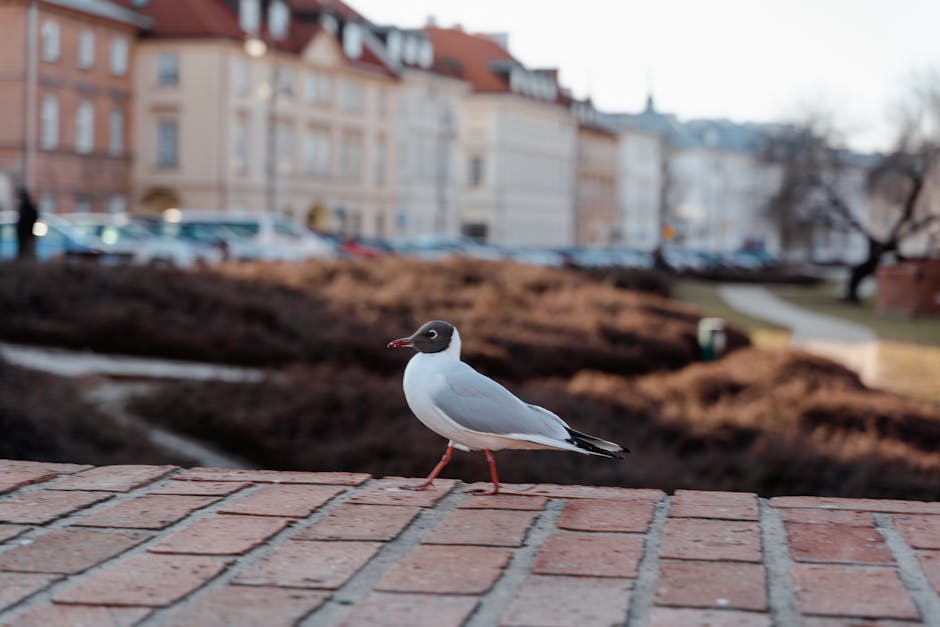 A seagull standing on a brick ledge with blurred buildings and a pathway in the background.