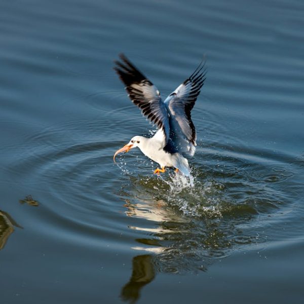 A bird with wings spread catches a fish in its beak while skimming the surface of calm water, creating ripples.