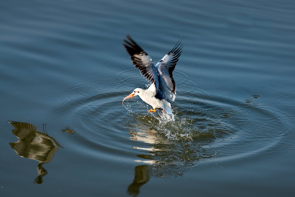 A bird with wings spread catches a fish in its beak while skimming the surface of calm water, creating ripples.