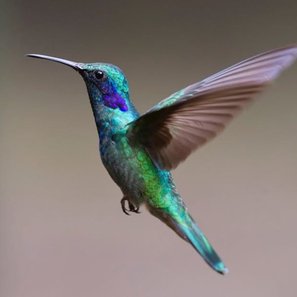 A close-up of a green and blue hummingbird in mid-flight with wings blurred and a neutral background.
