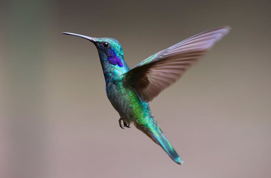 A close-up of a green and blue hummingbird in mid-flight with wings blurred and a neutral background.