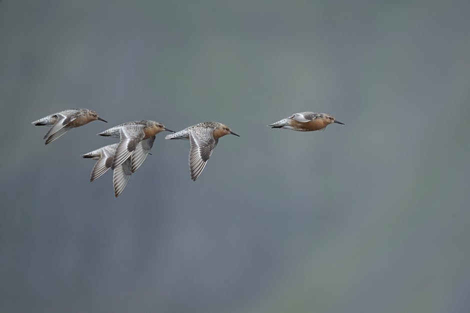 Four small brown birds are flying in formation against a blurred gray-green background.