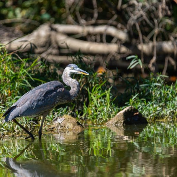 A heron stands in shallow water near green vegetation and fallen branches on the water’s edge.
