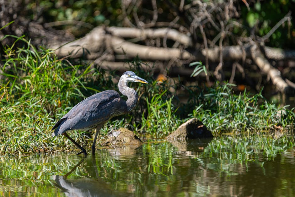 A heron stands in shallow water near green vegetation and fallen branches on the water’s edge.
