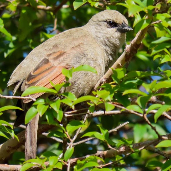 A brown and gray bird with a hint of orange on its wing is perched on a branch surrounded by green leaves.