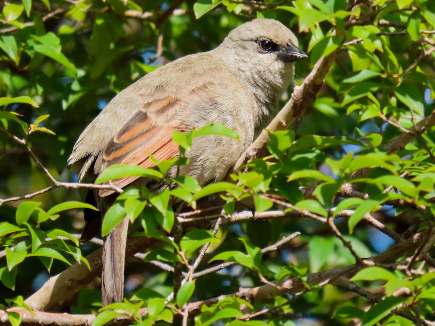 A brown and gray bird with a hint of orange on its wing is perched on a branch surrounded by green leaves.