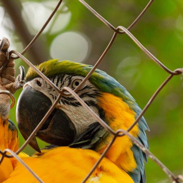 A close-up of a colorful parrot gripping a wire fence with its claw, with green foliage blurred in the background.