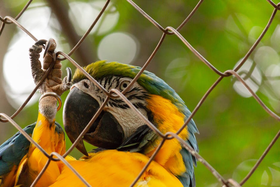 A close-up of a colorful parrot gripping a wire fence with its claw, with green foliage blurred in the background.