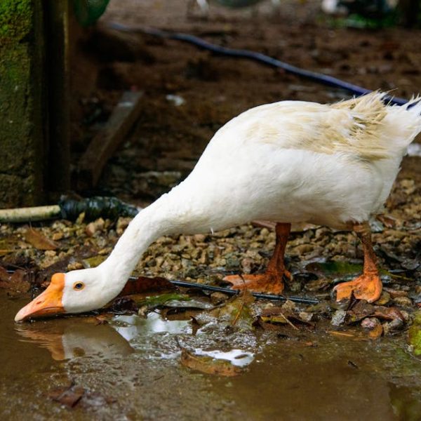 A white goose with orange beak and feet drinks water from a puddle on a dirt and gravel ground.