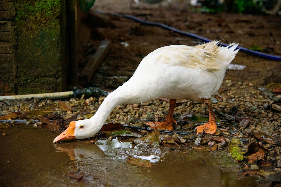 A white goose with orange beak and feet drinks water from a puddle on a dirt and gravel ground.