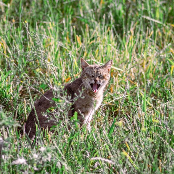 A gray and brown cat sits in tall green grass, facing forward with its mouth open as if yawning or meowing.
