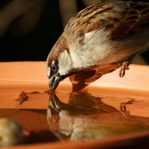 A sparrow drinks water from an orange dish, with its reflection visible on the water's surface.