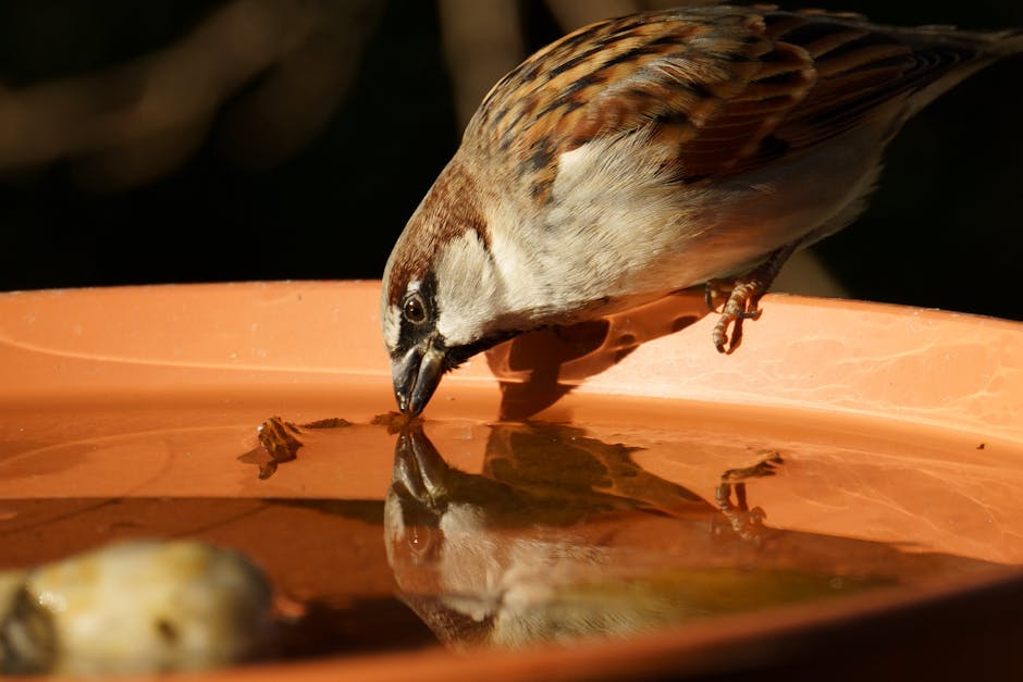 A sparrow drinks water from an orange dish, with its reflection visible on the water's surface.