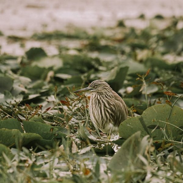 A brown and white bird with a striped pattern stands among green leaves and grass on the ground.