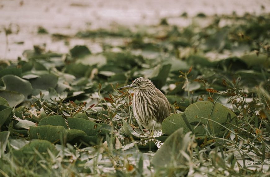 A brown and white bird with a striped pattern stands among green leaves and grass on the ground.