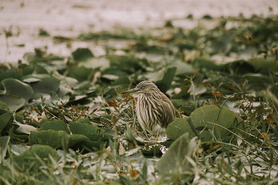 A brown and white bird with a striped pattern stands among green leaves and grass on the ground.