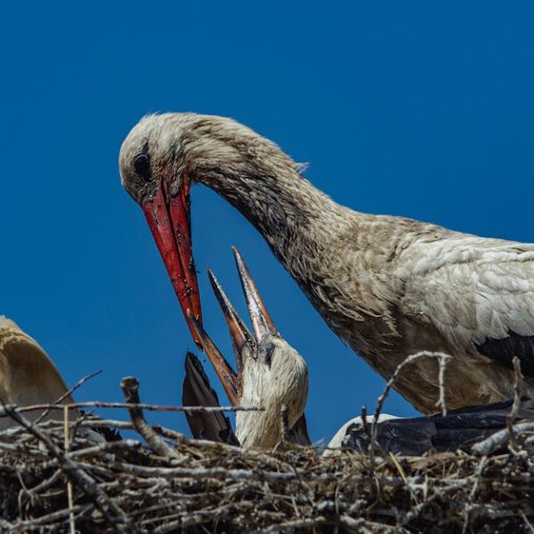 Two storks in a nest against a clear blue sky, with one adult stork appearing to feed a juvenile stork.