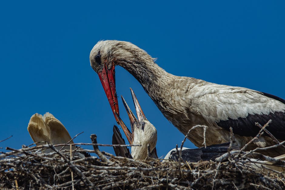 Two storks in a nest against a clear blue sky, with one adult stork appearing to feed a juvenile stork.