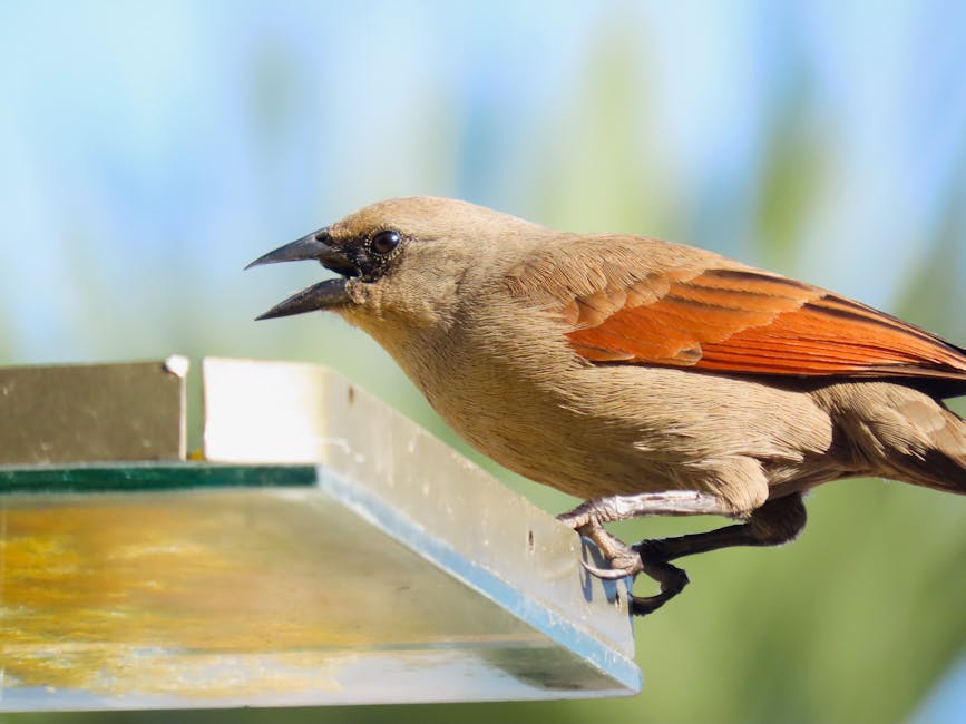 A small brown bird with reddish wings perched on the edge of a glass feeder, with its beak open. The background is blurred and greenish-blue.