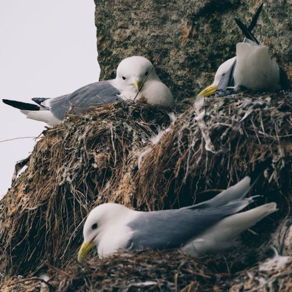 Three seagulls are resting on their nests built into a rocky ledge.