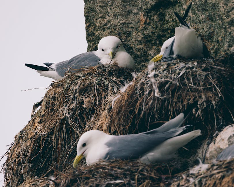 Three seagulls are resting on their nests built into a rocky ledge.