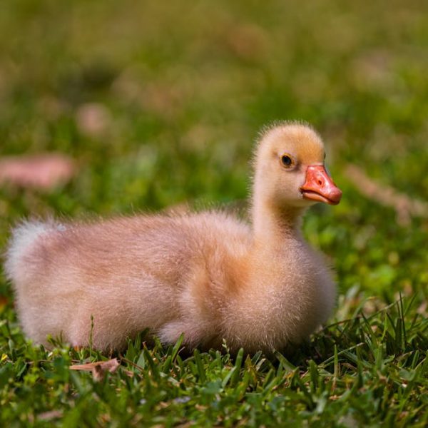 A fluffy yellow gosling with an orange beak sits on green grass, facing to the right.