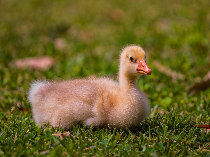 A fluffy yellow gosling with an orange beak sits on green grass, facing to the right.