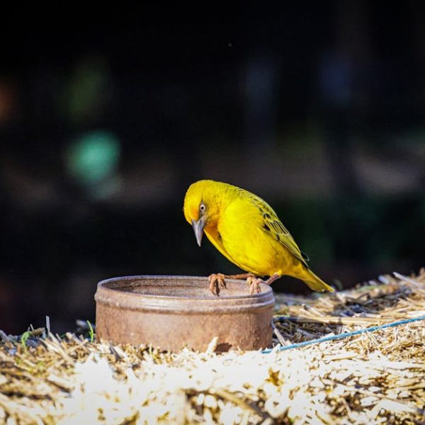 A bright yellow bird stands on the edge of a round, brown container placed on dried grass or straw, looking down towards the container.