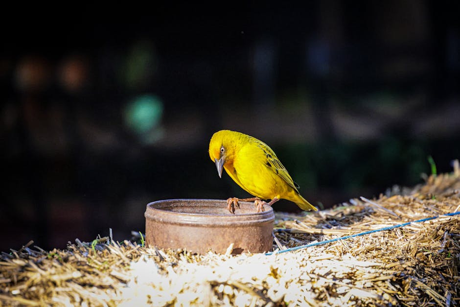 A bright yellow bird stands on the edge of a round, brown container placed on dried grass or straw, looking down towards the container.