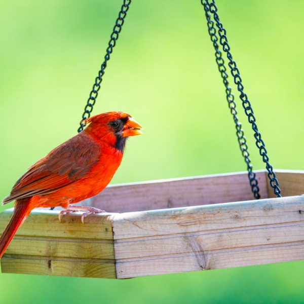 A bright red cardinal perches on the edge of a wooden bird feeder suspended by chains against a blurred green background.