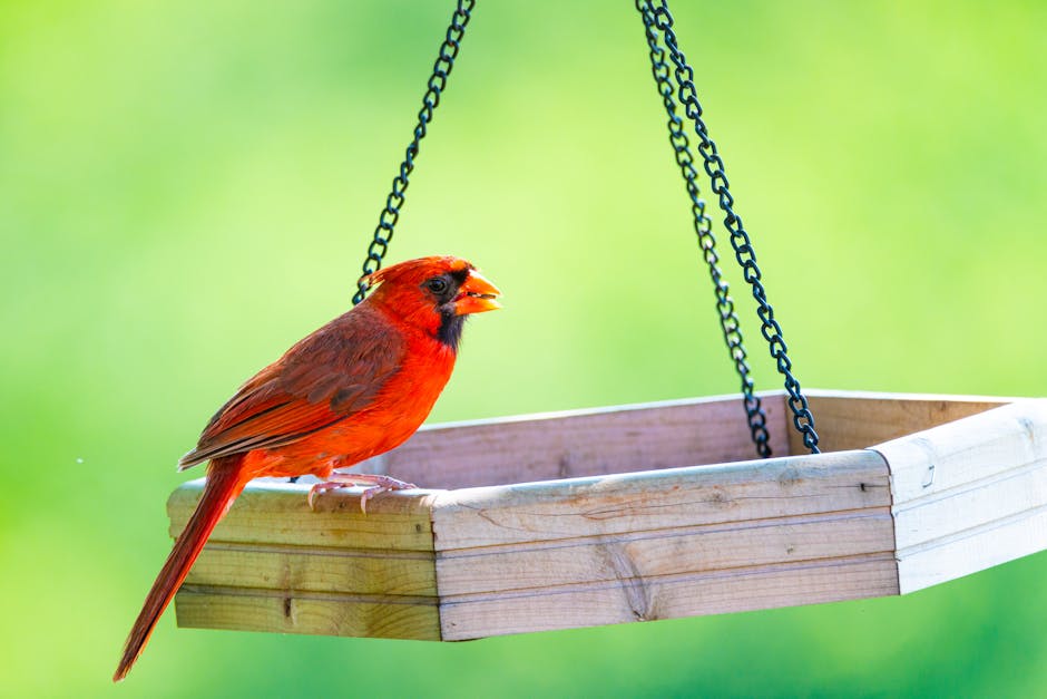 A bright red cardinal perches on the edge of a wooden bird feeder suspended by chains against a blurred green background.